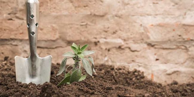 eliminar-malas-hierbas