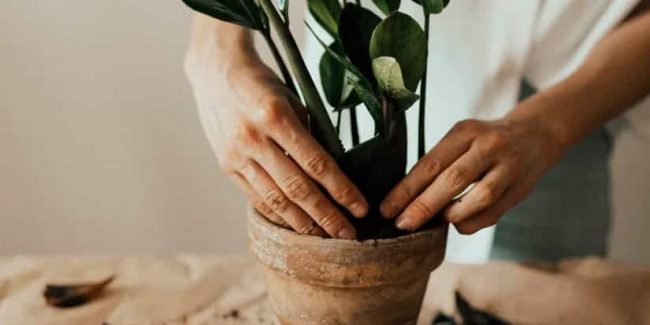 ideas-jardin-pequeno